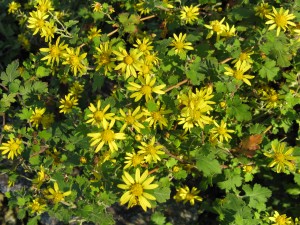 Chrysanthemum_indicum1